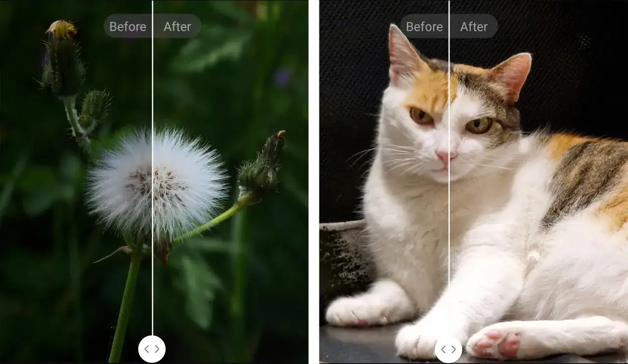 Un soffione e un gatto, entrambi migliorati con galaxy enhance-x. La parte 